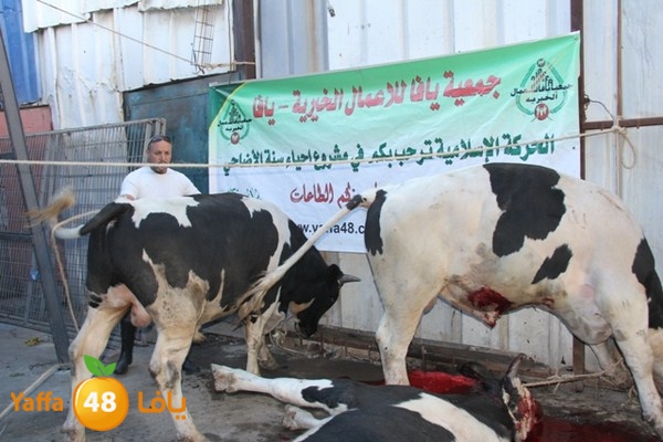 ada7y 116 n1 (1).JPG